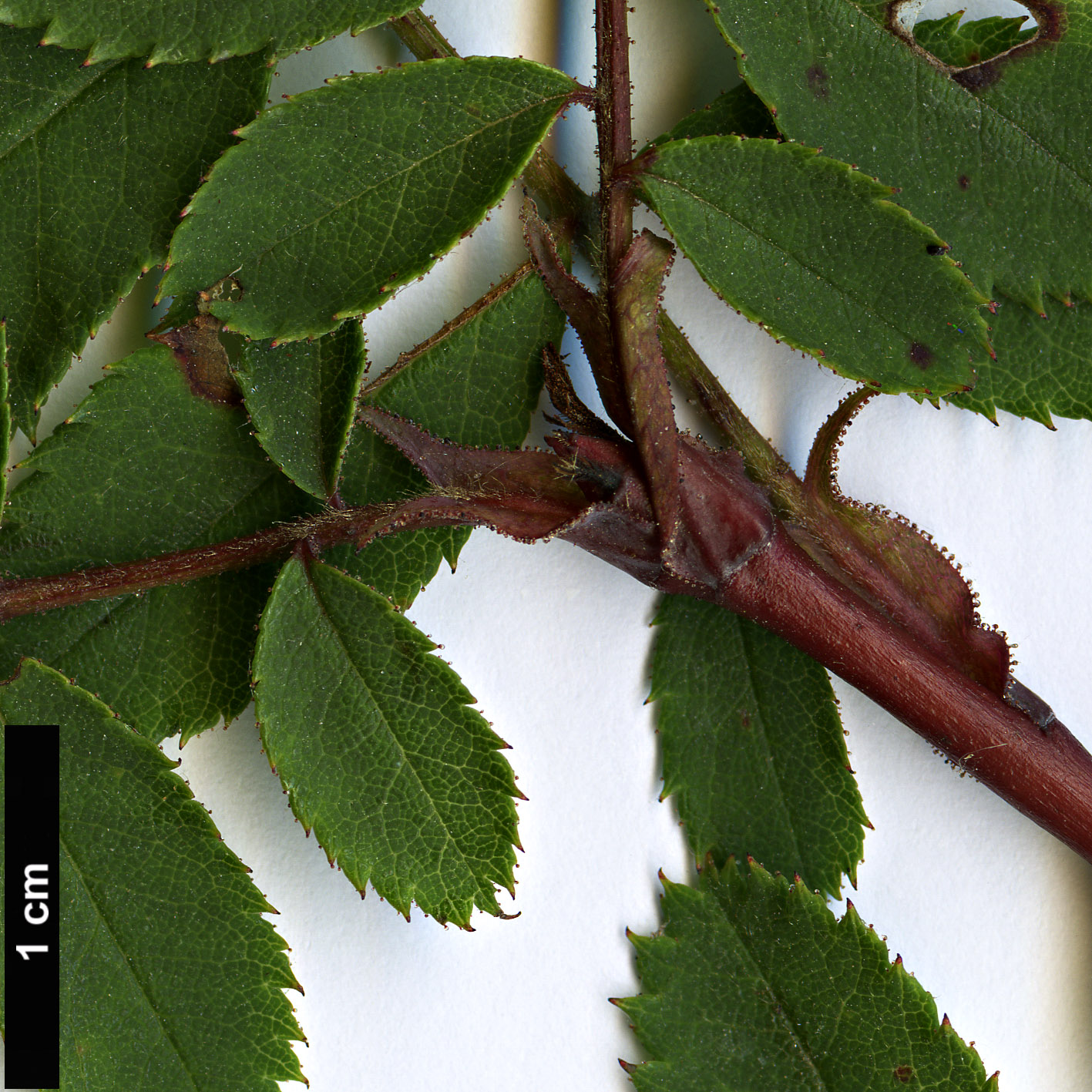 High resolution image: Family: Rosaceae - Genus: Rosa - Taxon: pendulina - SpeciesSub: f. pyrenaica